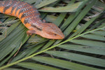 Gorgeous Swedish Northern Blue Tongue Skink