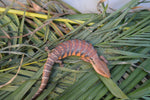 Gorgeous Swedish Northern Blue Tongue Skink