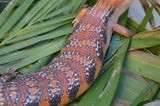 Gorgeous Swedish Northern Blue Tongue Skink