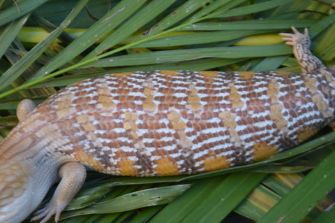 Incredible White Walker Line Northern Blue Tongue Skink