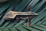 Mystery Picure Perfect Crested Gecko Group Baby (Supersripe)
