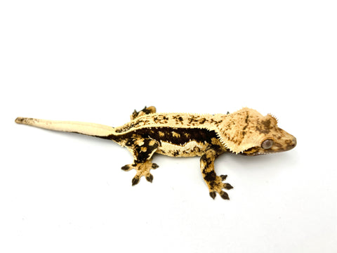Dark Whiteout Pinstripe Crested Gecko