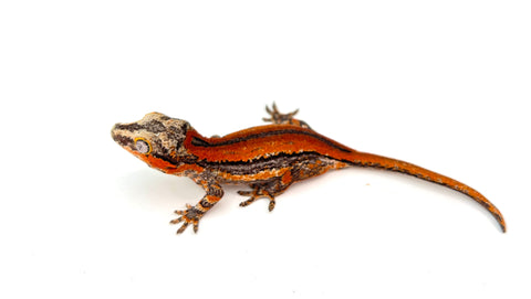 HOLDBACK Red Striped Gargoyle Gecko (Dracula offspring)