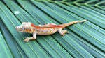 Red Striped Gargoyle Gecko (Dracula offspring)