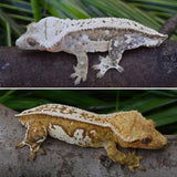 Yellow Whitewall Pinstripe Crested Gecko
