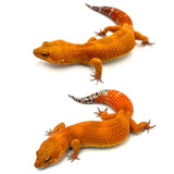 Super Hypo Tangerine Carrot Tail Baldy Leopard Gecko