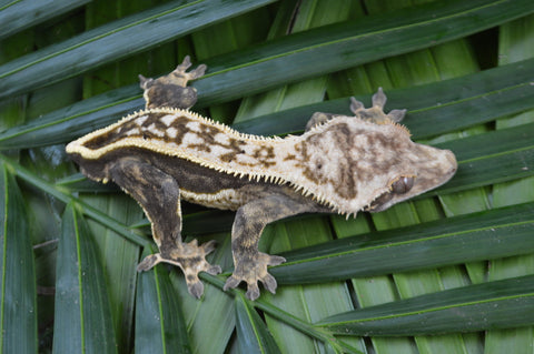 Quadstripe Crested Gecko (Possible Emptyback)