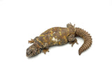 Adult Female Ornate Uromastyx