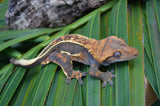 Emptyback Quadstripe Crested Gecko