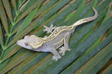 Super? Emptyback Quadstripe Dalmatian Crested Gecko