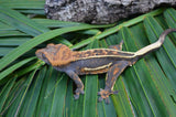 Emptyback Quadstripe Crested Gecko