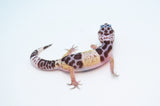 West Indian Leopard Gecko