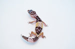 West Indian Leopard Gecko