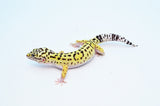 Iranian Leopard Gecko (GIANT LEOPARD GECKOS)