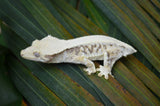 Extreme Harlequin Pinstripe Lilly White Crested Gecko