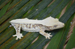 Extreme Harlequin Pinstripe Lilly White Crested Gecko