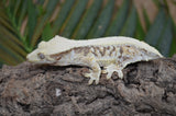 Extreme Harlequin Pinstripe Lilly White Crested Gecko