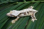 Extreme Harlequin Lilly White Crested Gecko