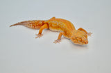 Red Diamond line Tangerine Tremper Leopard Gecko (PET ONLY)