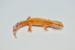 Bold Stripe Tangerine Leopard Gecko