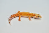 Bold Stripe Tangerine Leopard Gecko