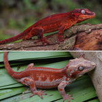 Red Striped Gargoyle Gecko (Deadpool Jr offspring)