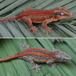 Red Six Striped Gargoyle Gecko (Pennywise offspring)