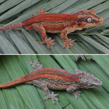 Red Six Striped Gargoyle Gecko (Pennywise offspring)
