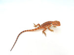 Orange Leatherback Bearded Dragon