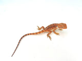 Orange Leatherback Bearded Dragon