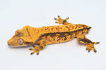 Tangerine Harlequin Pinstripe Crested Gecko