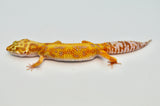 Stripe Tangerine Leopard Gecko