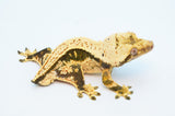 Whitewall Pinstripe Crested Gecko