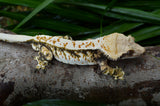 Tricolor Whitewall Crested Gecko