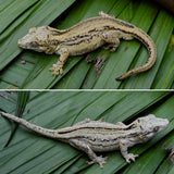 Striped Gargoyle Gecko (possible Yellow Base)