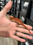 Red Striped Gargoyle Gecko (Pennywise offspring)