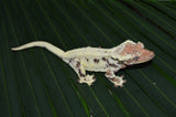 Cappuccino het Axanthic Crested Gecko