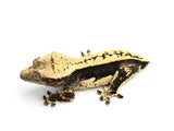 Whitewall Quadstripe Crested Gecko (Clean)