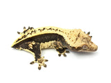 Whitewall Quadstripe Crested Gecko (Clean)