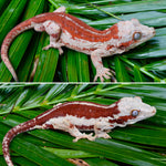 Red Striped Gargoyle Gecko (BRIGHT)