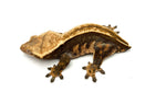 Pinstripe Crested Gecko (Pos het EB)