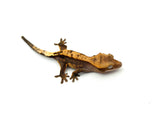 Het Leucistic Crested Gecko (Fire) *NEW MORPH*