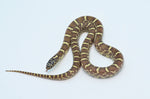 Brooks Kingsnake