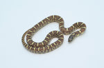 Brooks Kingsnake