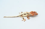 Frappuccino Crested Gecko