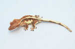 Frappuccino Crested Gecko