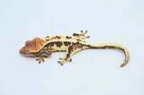 Frappuccino Crested Gecko