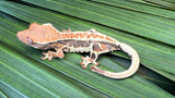 Frappuccino Crested Gecko