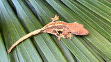 Frappuccino Crested Gecko