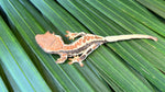 Frappuccino Crested Gecko